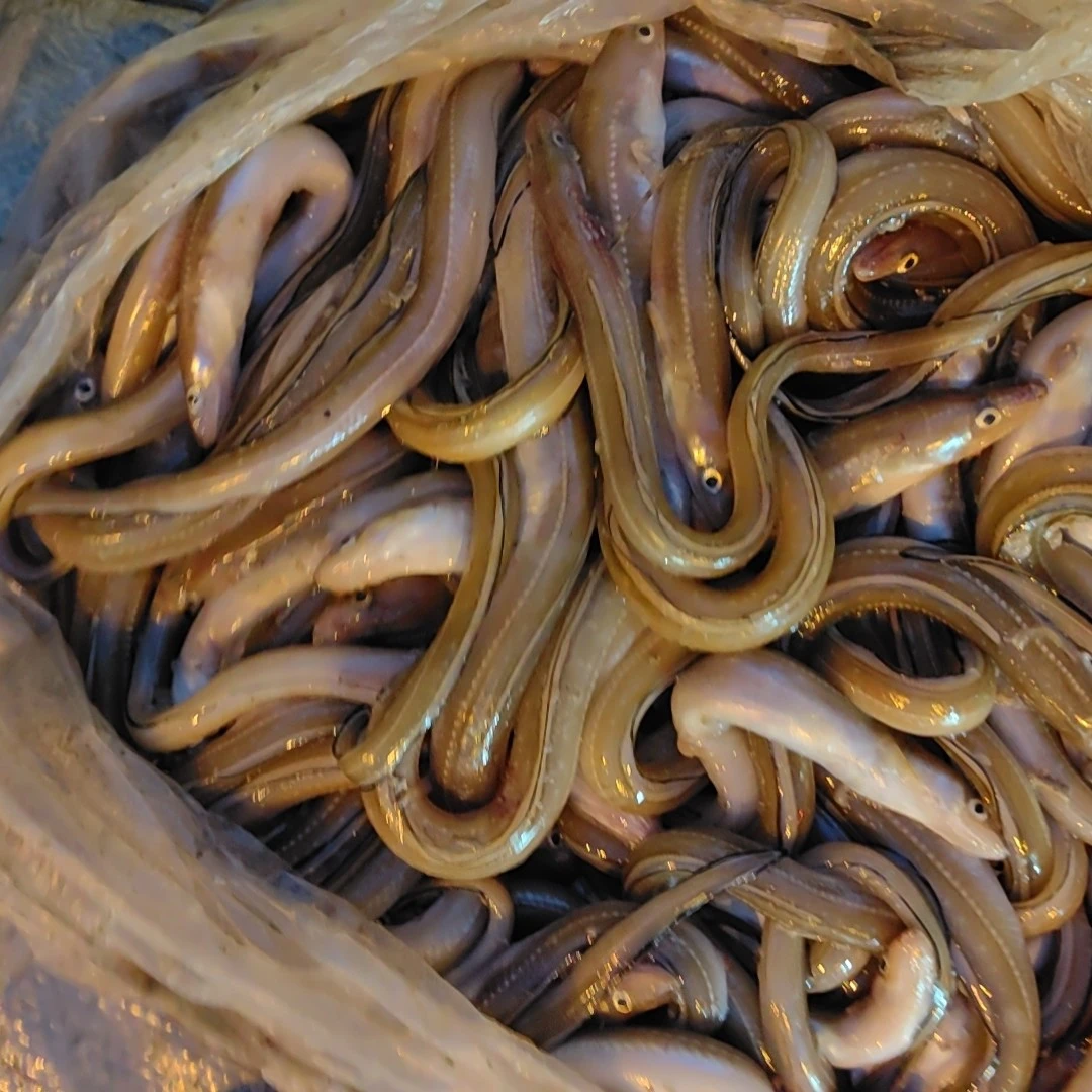 新鲜捕捞鲜小七星鳗嫌小勿拍冷冻发货