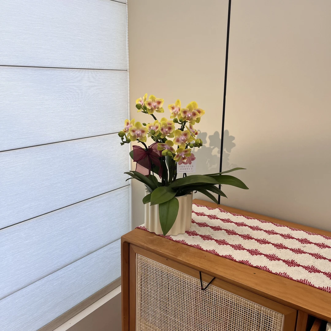 【海绵宝宝】黄色系蝴蝶兰 蜡质花 桌面款鲜花绿植 耐开