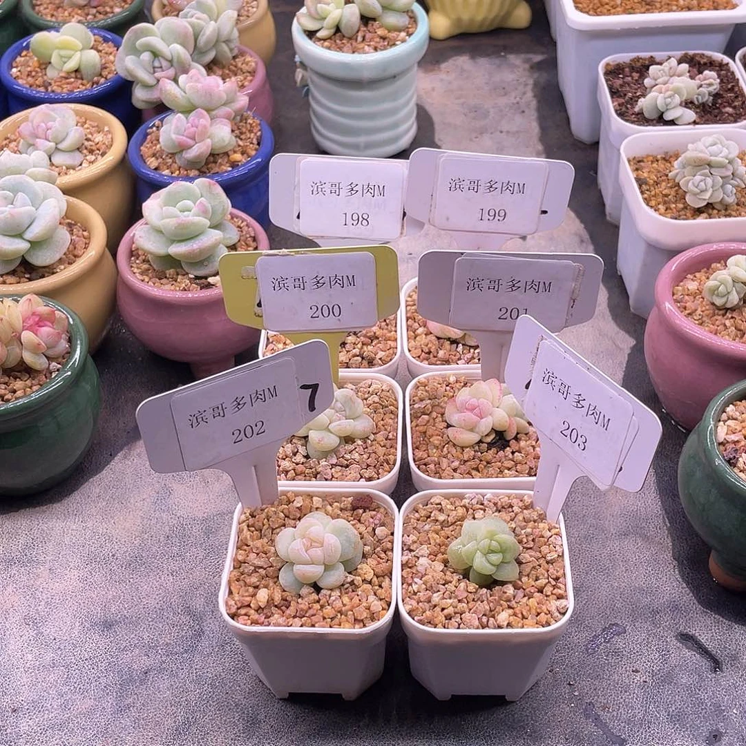 可*兔M198，199，200，201，202，203石化