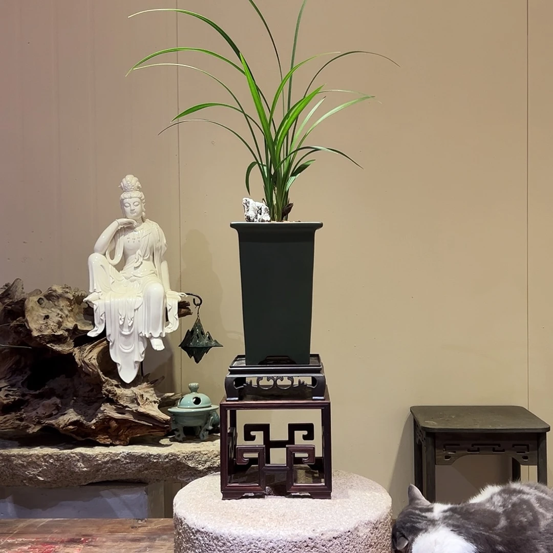 大部分花苞少量开放春剑牡丹