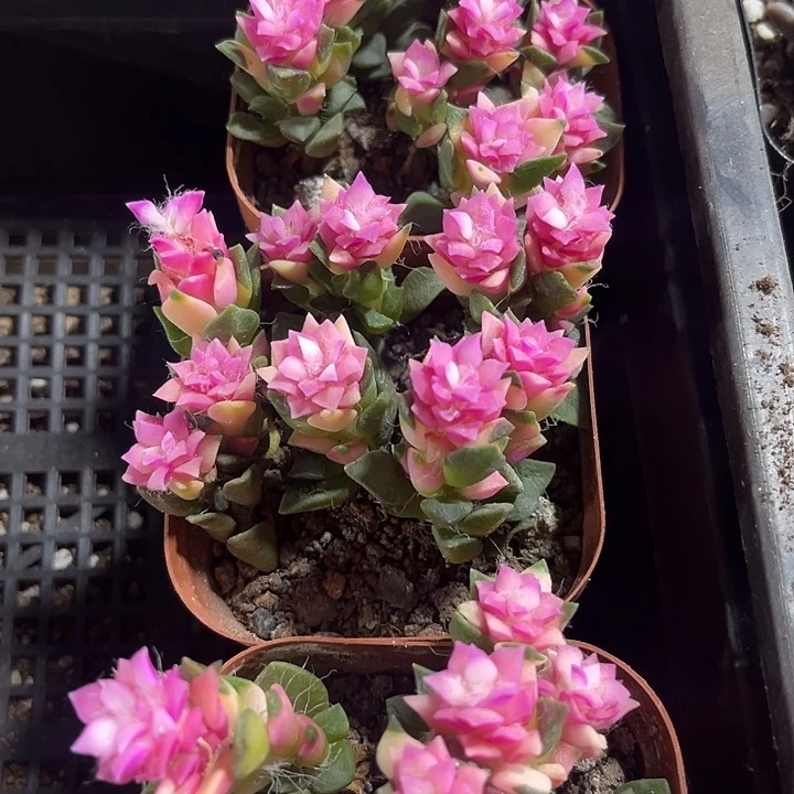 7方吹雪带盆土发货