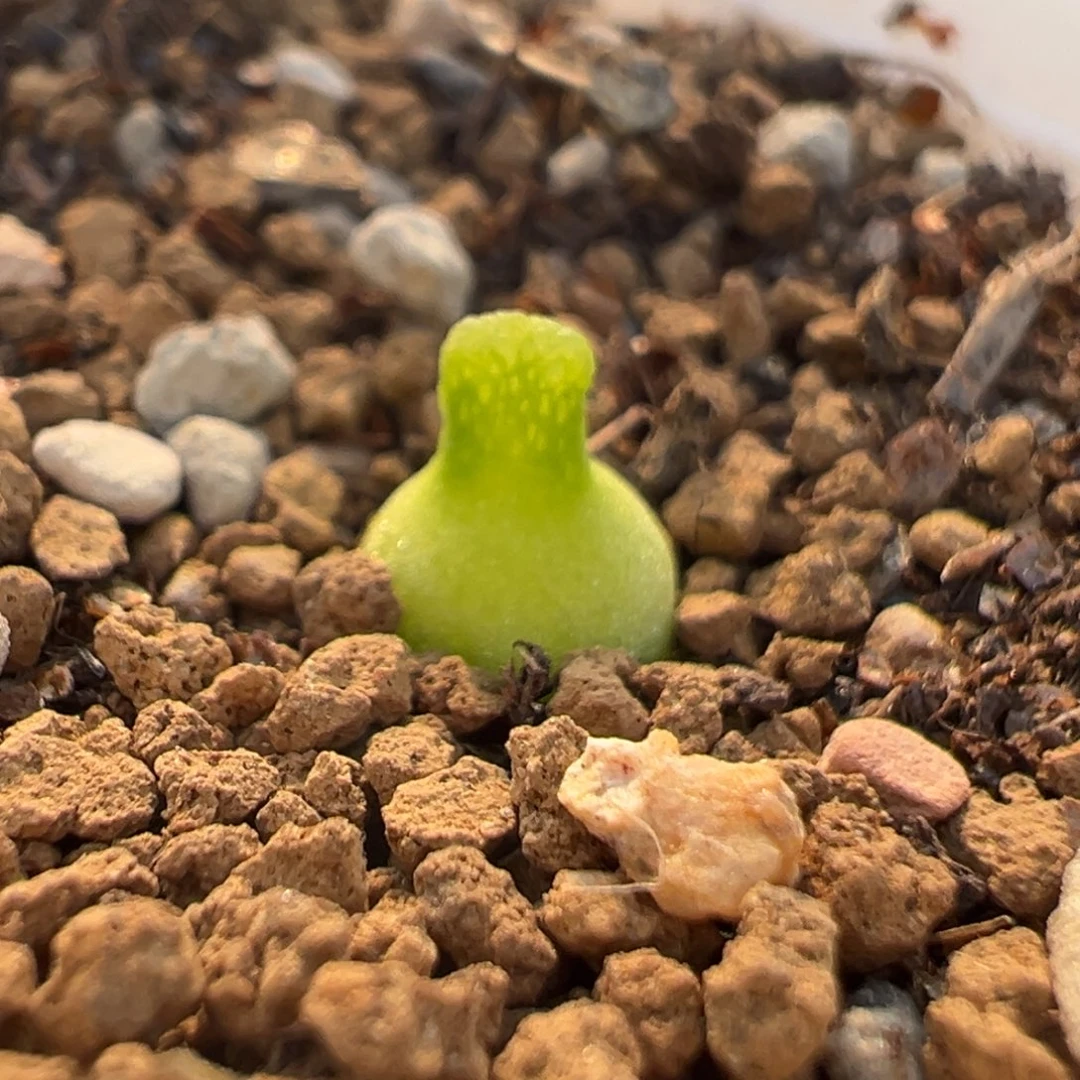 56多肉植物百科知识葫芦