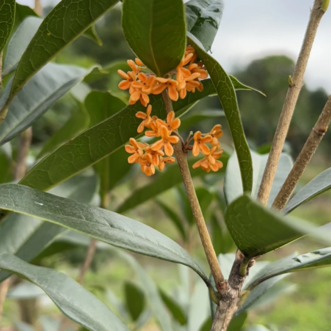 金桂花苗浓香型庭院室内外盆栽好养花卉绿植