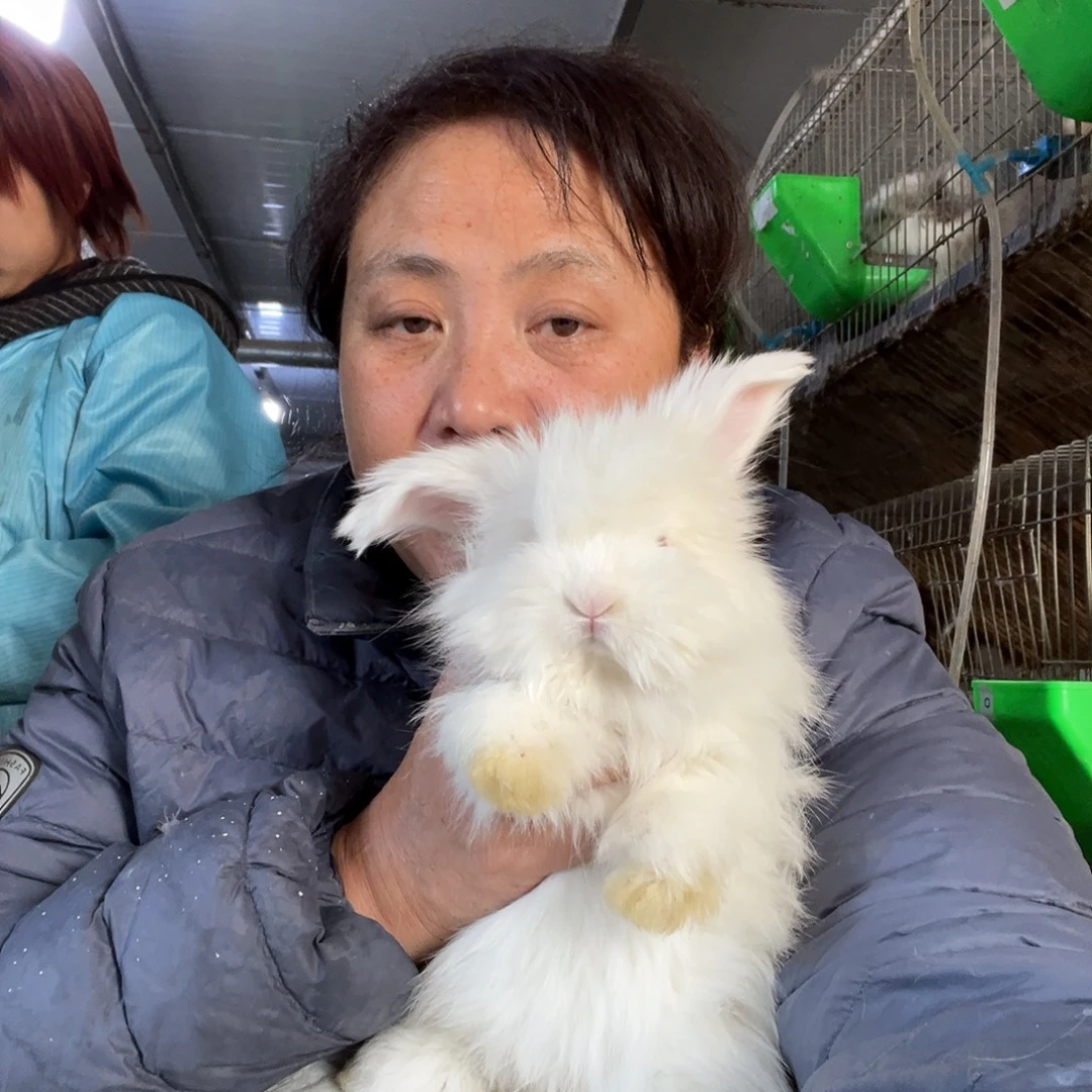 宠物兔英系安哥拉兔