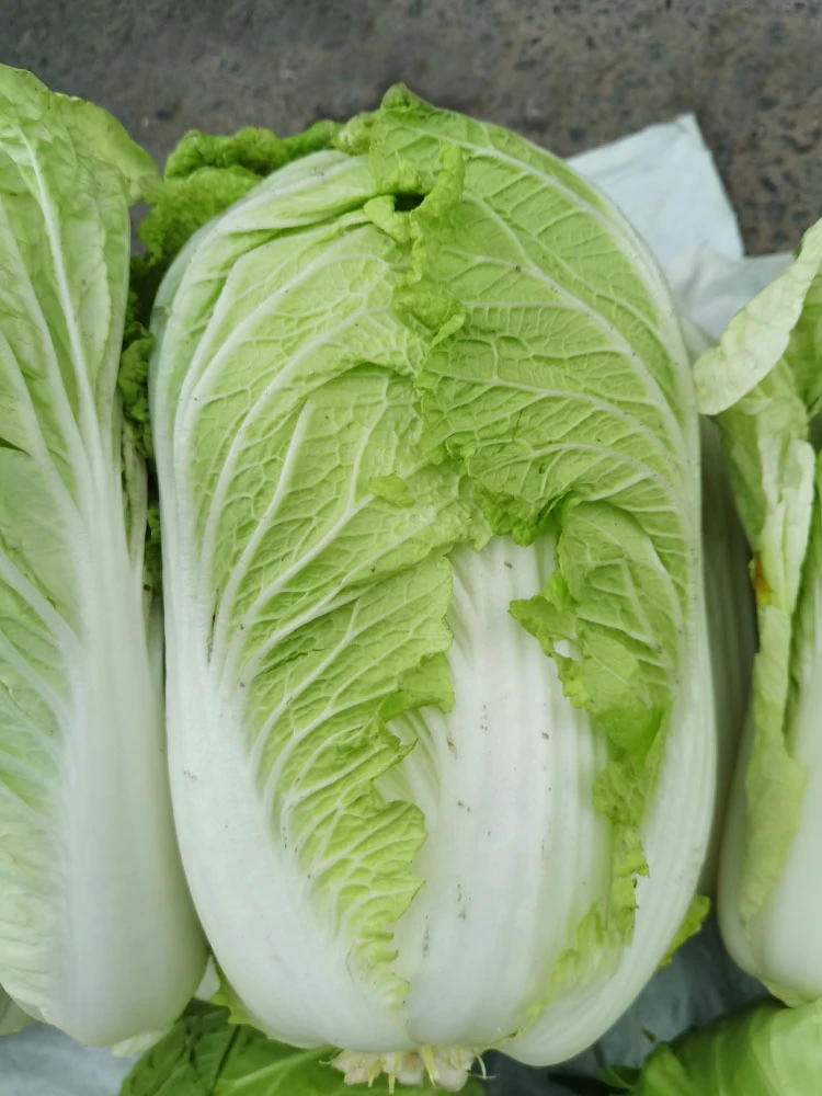 湖南农家小菜园大白菜脆甜叶多无筋叶多宝火锅大白菜蔬菜3斤