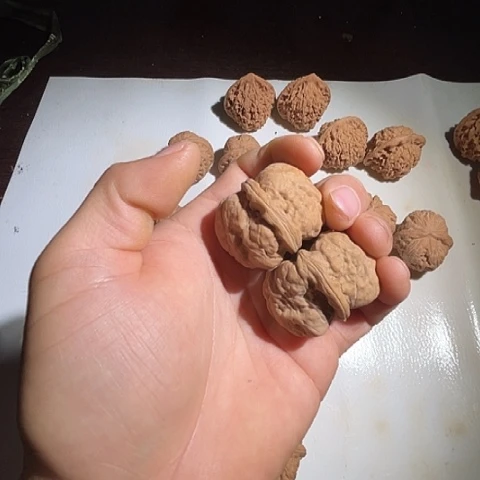 文玩核桃吊坠水尖哈嘛