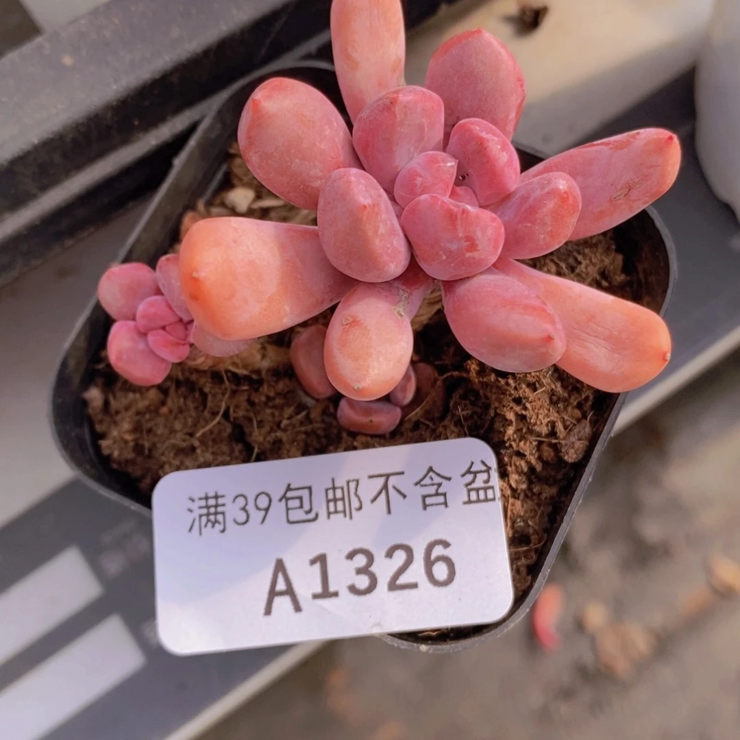 邱比特4cm1326多肉植物