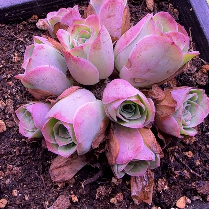花球老庄6厘米12142757576