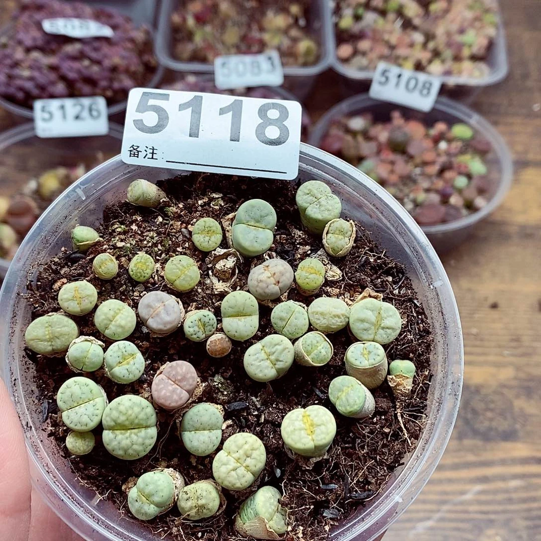 5118绿唇啊啊啊啊啊