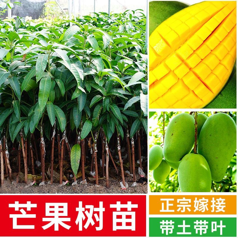精选嫁接芒果苗盆栽地种南北方可种植