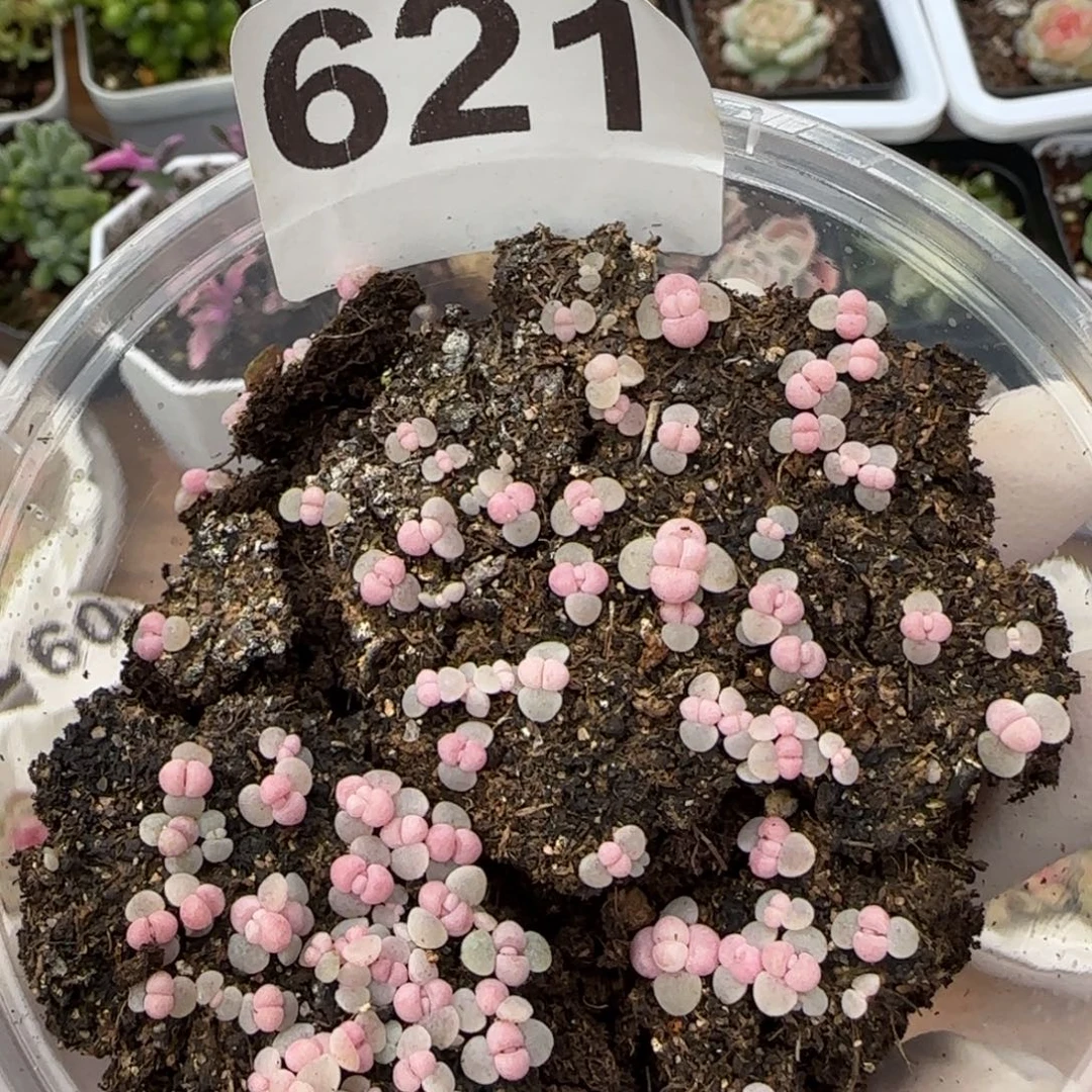 621号彩虹奶酪三颗