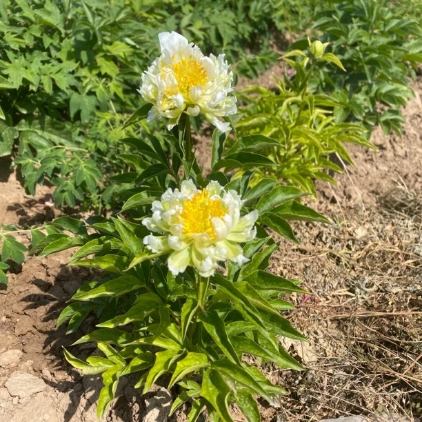 绿韵芍药花卉绿植牡丹花绿色系菊花花毛茛型先发肥料秋季发裸根苗