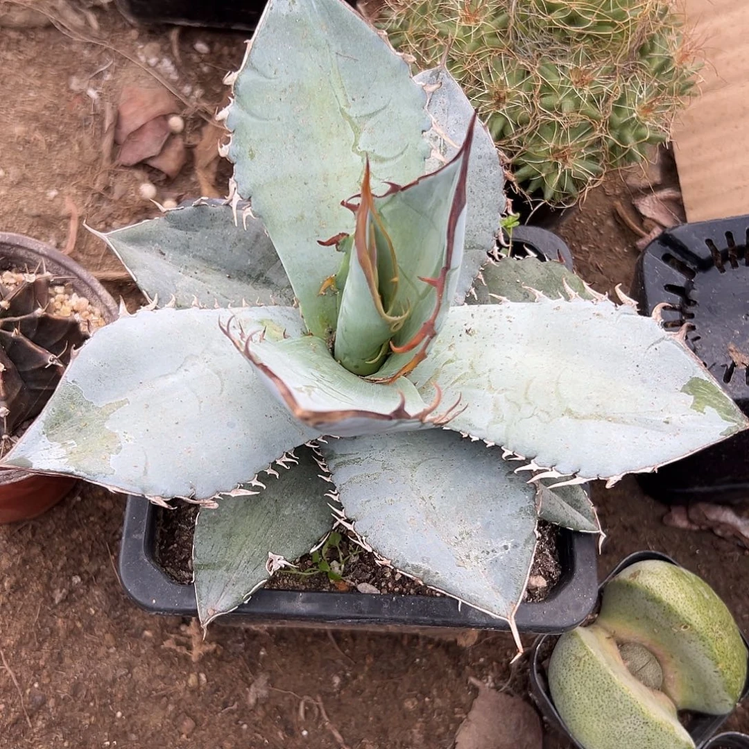 多肉葡萄龙白冰单头