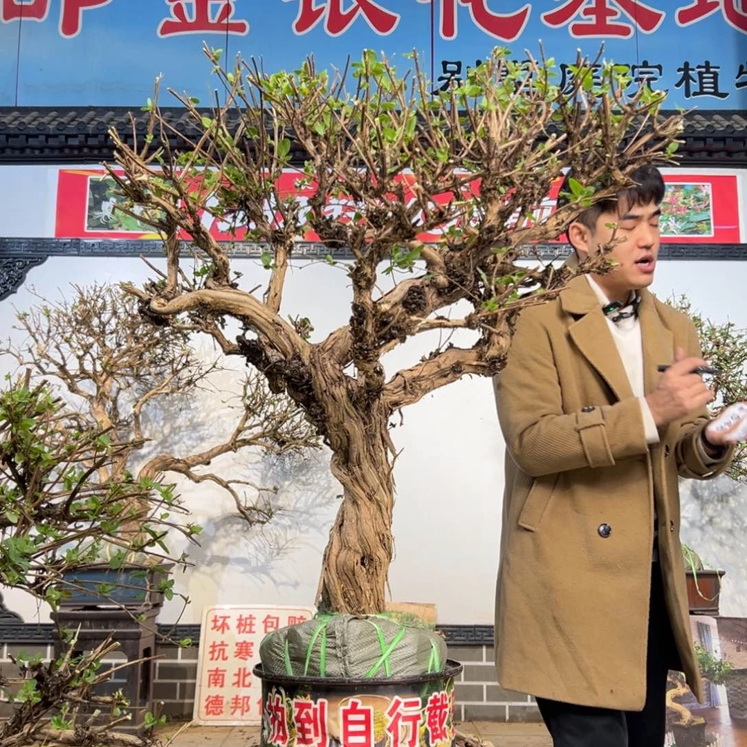 无花朵金银花开花2585598558
