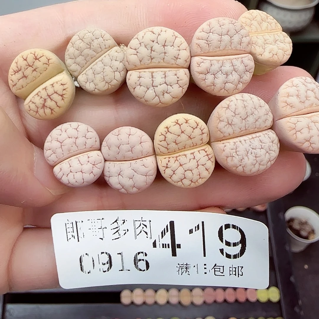 满满18包邮0916-419