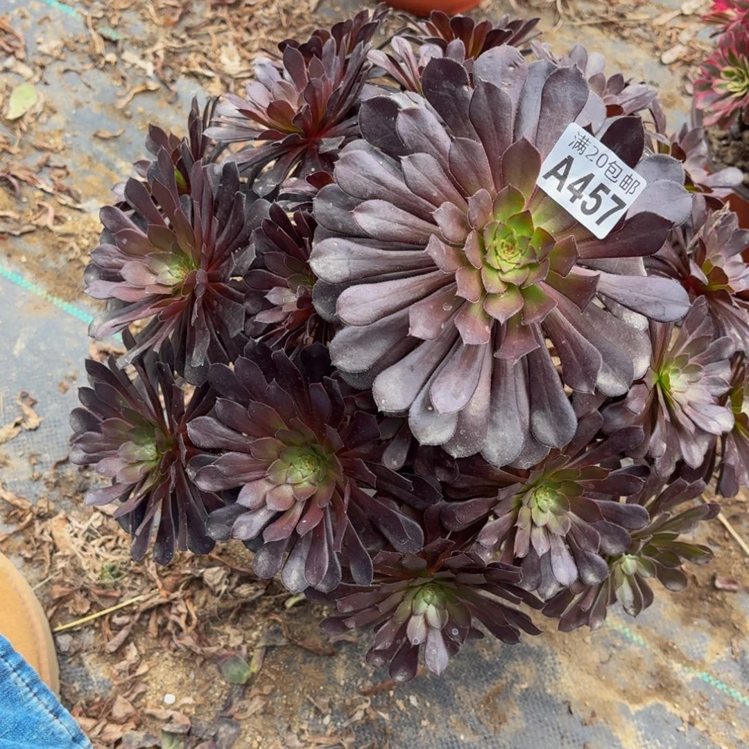 457多肉植物捧花的时候