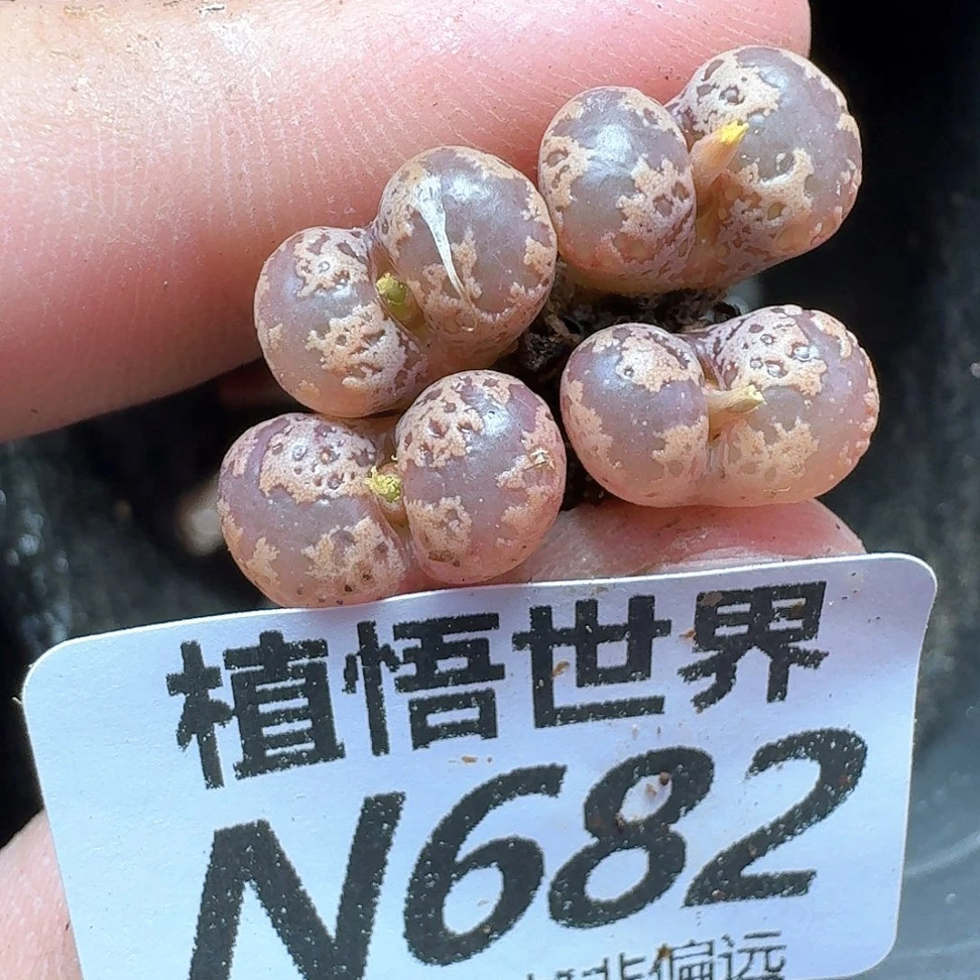 多肉植物的润泽发v
