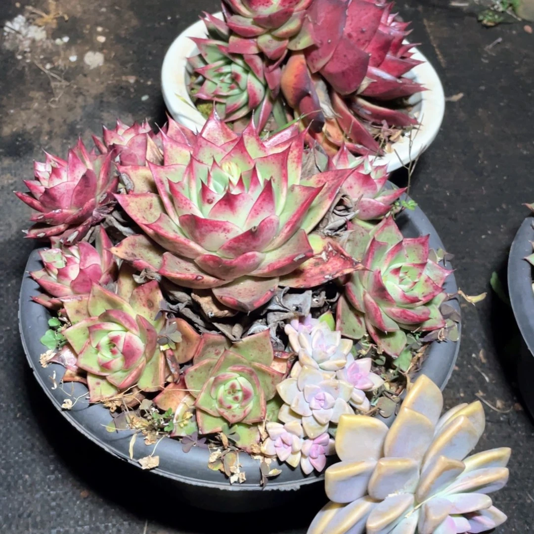 昊***妖多肉植物多肉植物175两颗