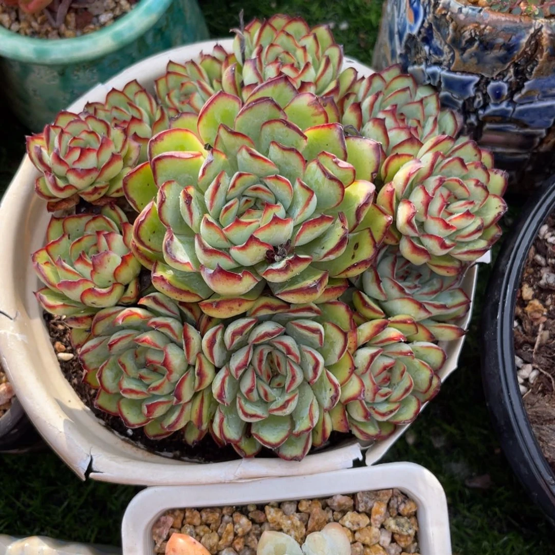 多肉植物一物一拍