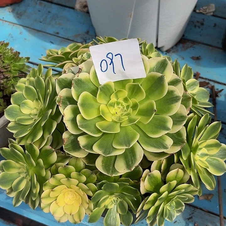 097伊丽莎白朵朵发发发
