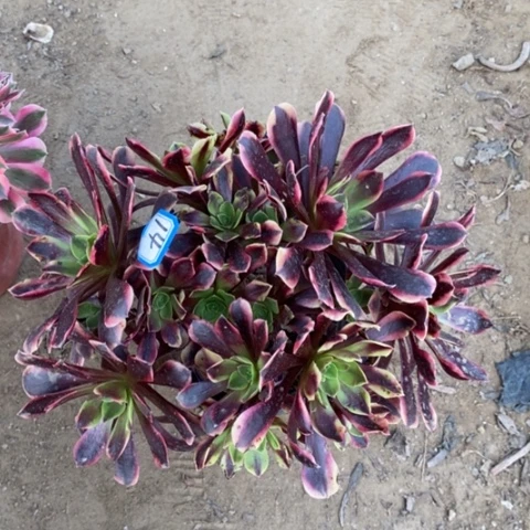 欧嘉莉捧花一物一拍