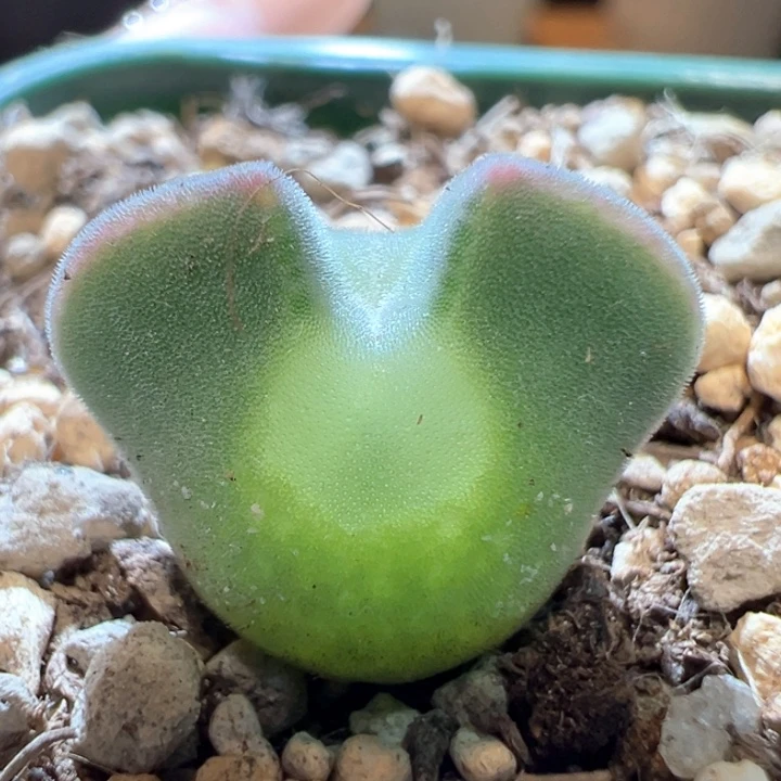 734青蛙2年大大大大眼。