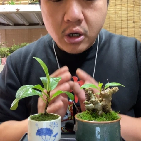 红陶就****)一物一拍所见即所得6