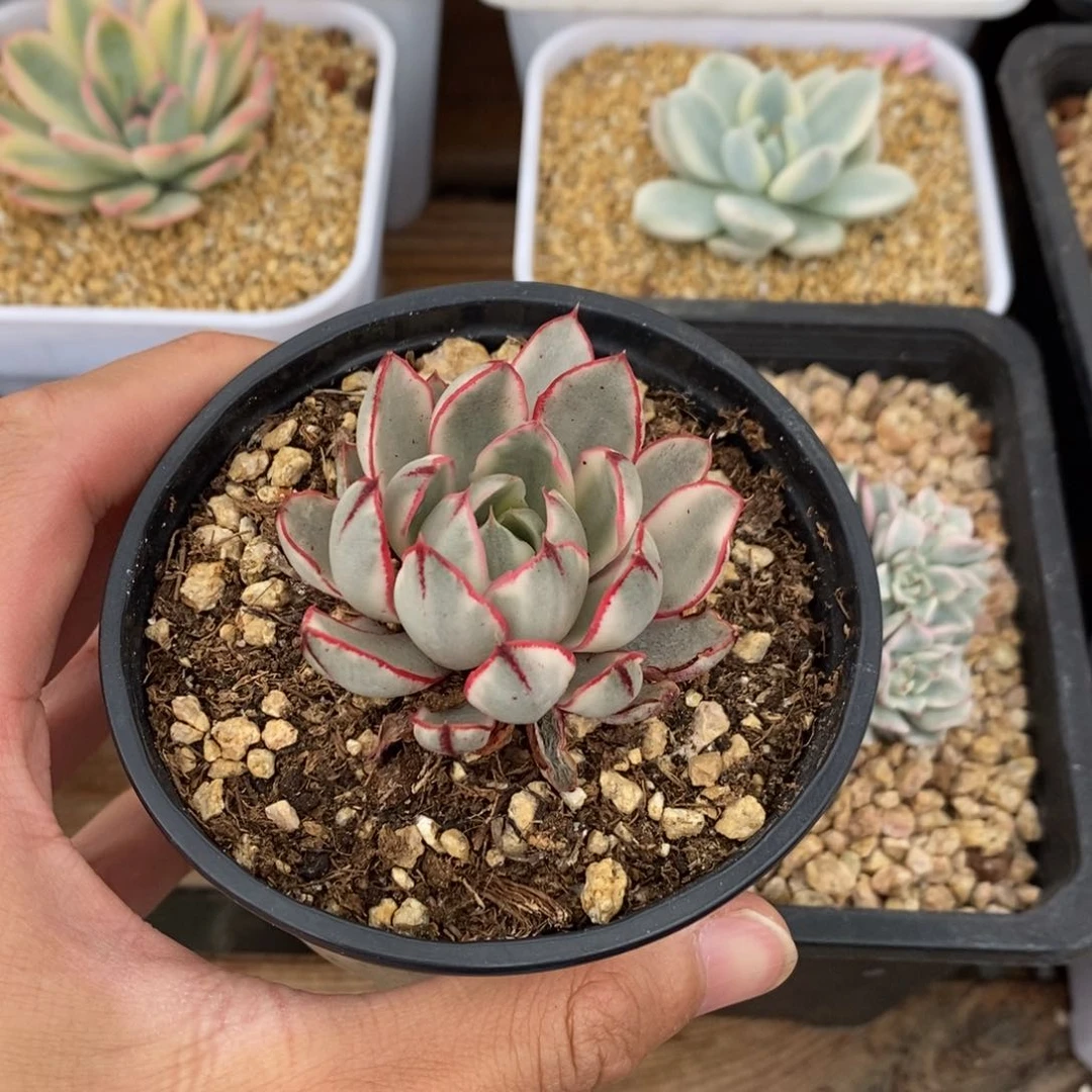 哦***璃阿吉塔玫瑰锦多肉植物