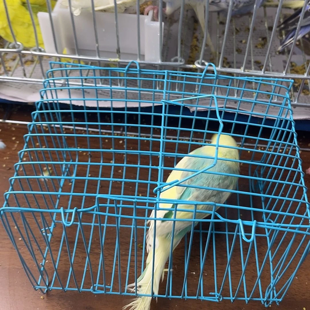 虎皮鹦鹉金彩鹦鹉