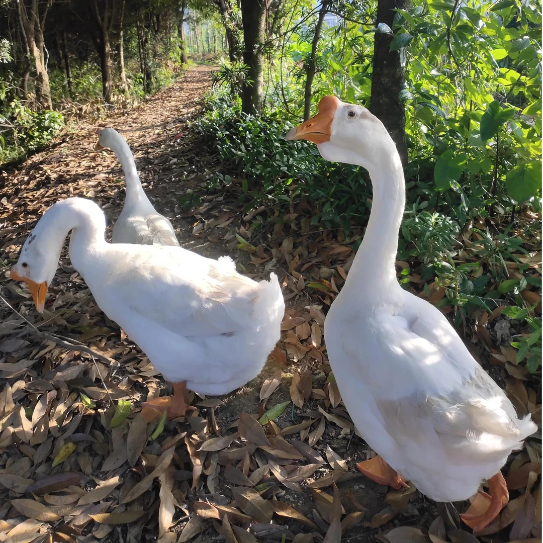 【强国翊朵绒】新鲜无爪无内脏母鹅农家散养皖西大白鹅整只