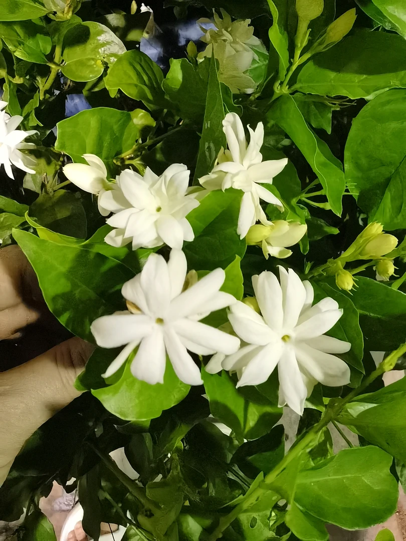【基地清货】重瓣笔尖茉莉一物一拍（收到禁止换盆，换盆洗根不售后）