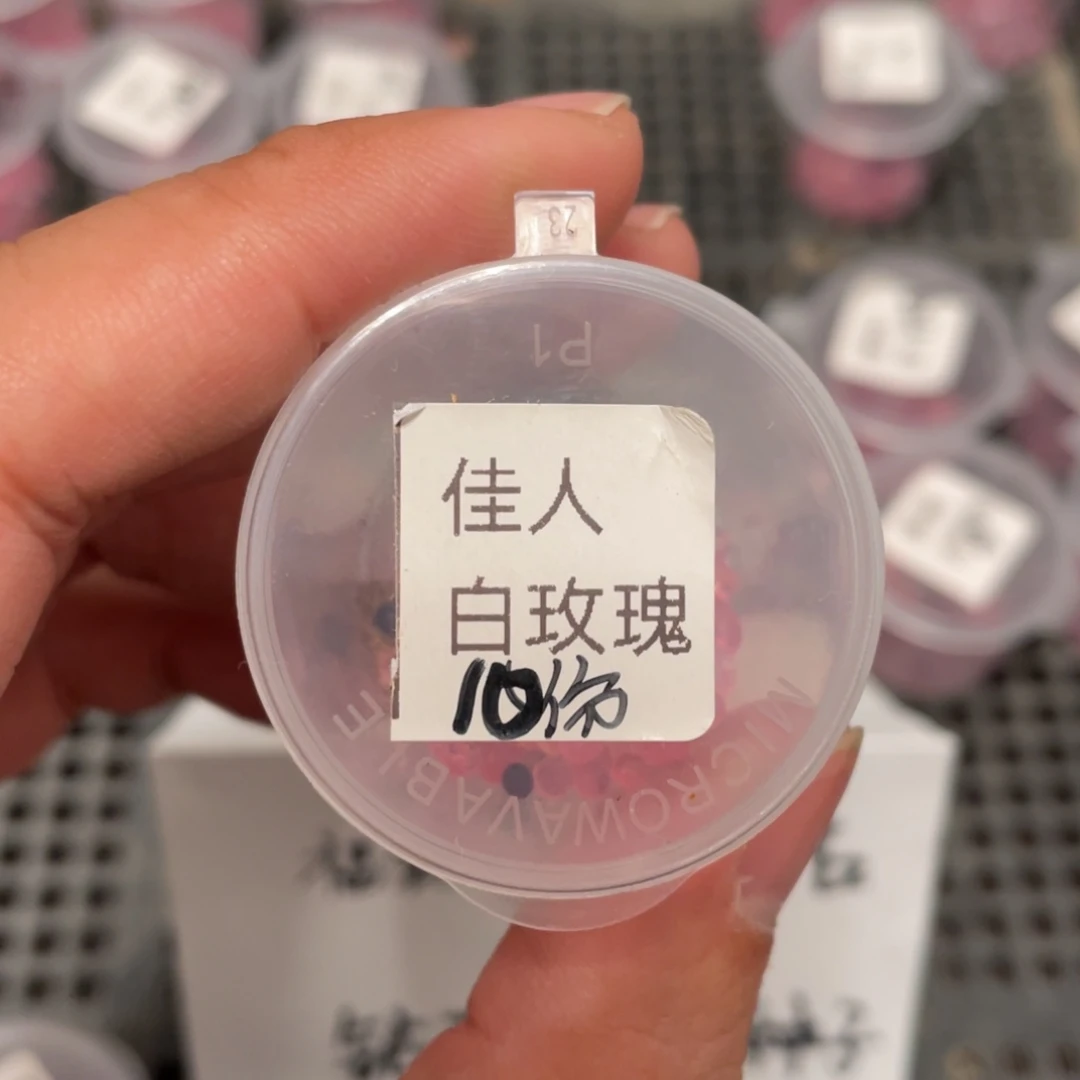佳人✖️白玫瑰冰城20粒，好看推荐！