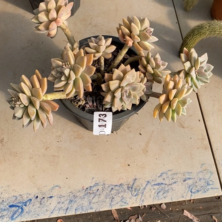 ꧁***꧂173淡雪多肉植物多肉