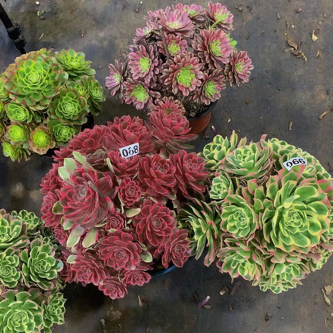 味****乐66.68浣纱白凤888888888多肉