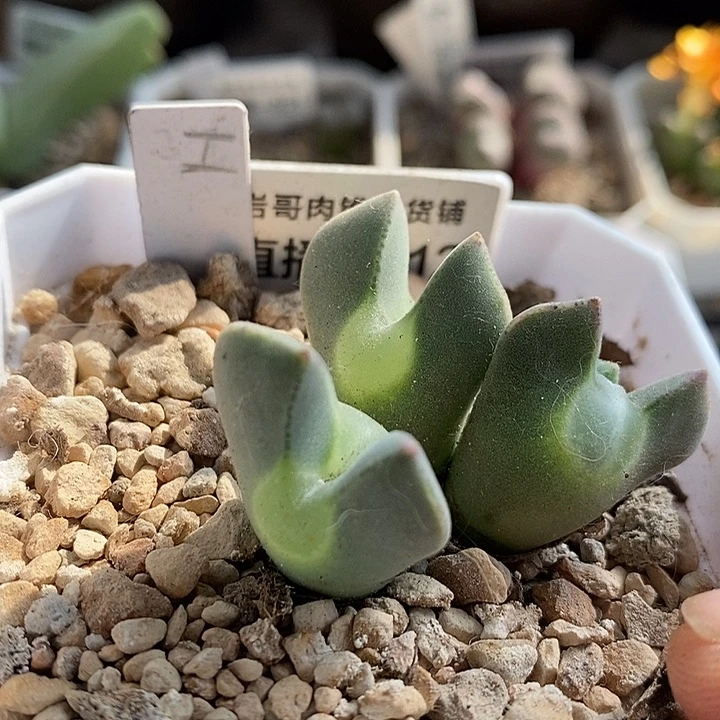 SB793空蝉大眼睛3头群