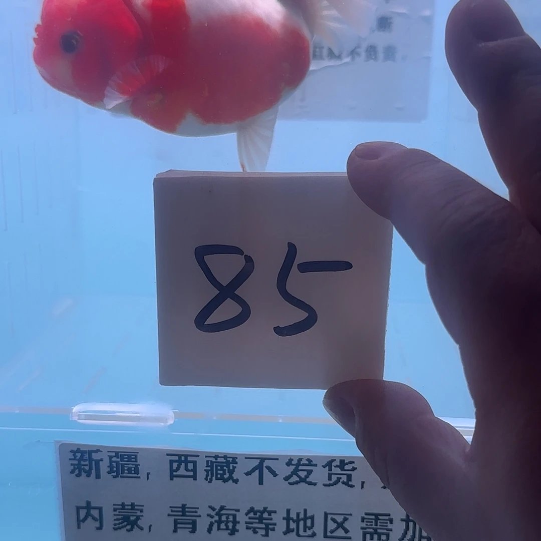 金鱼腾川优宠金鱼专拍