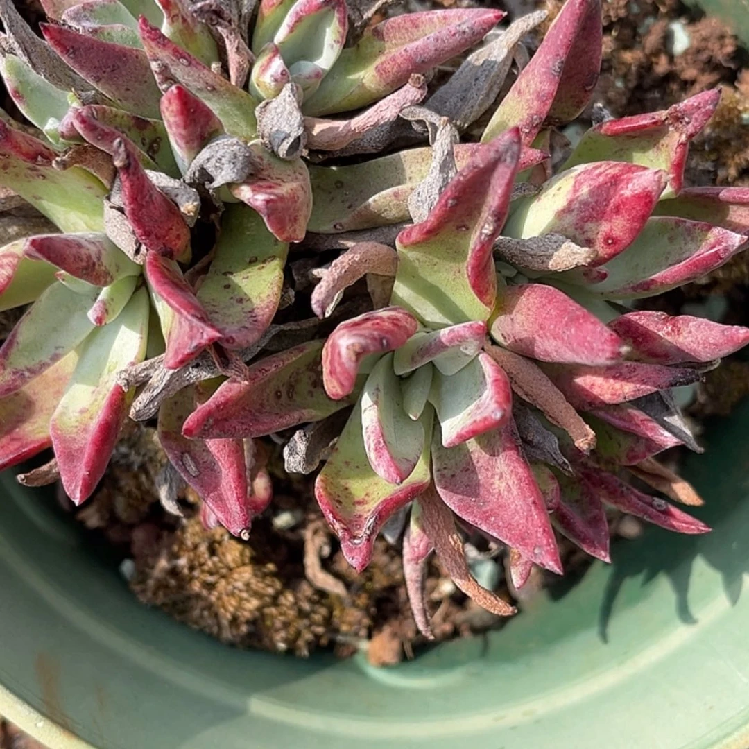 【闪购商品】鱼**果泡芙老庄