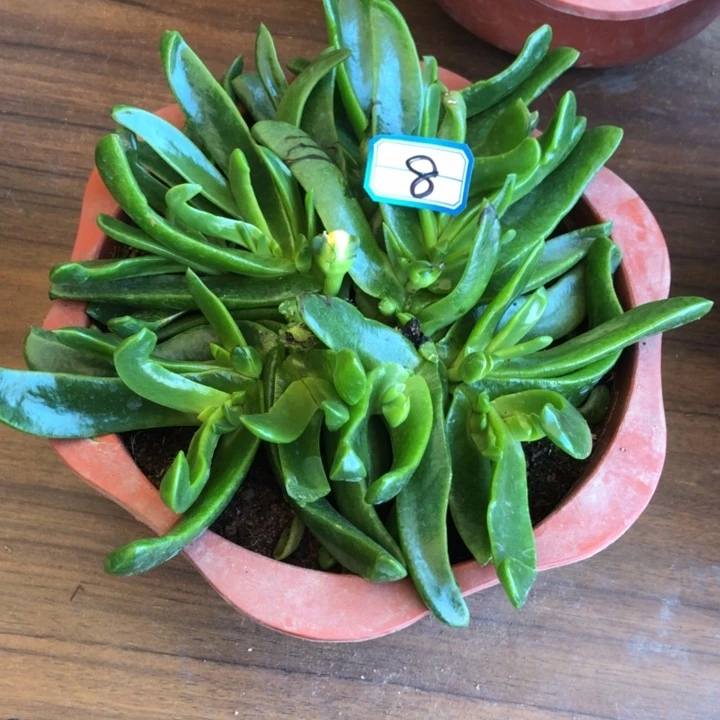 佛手托金一物一拍8