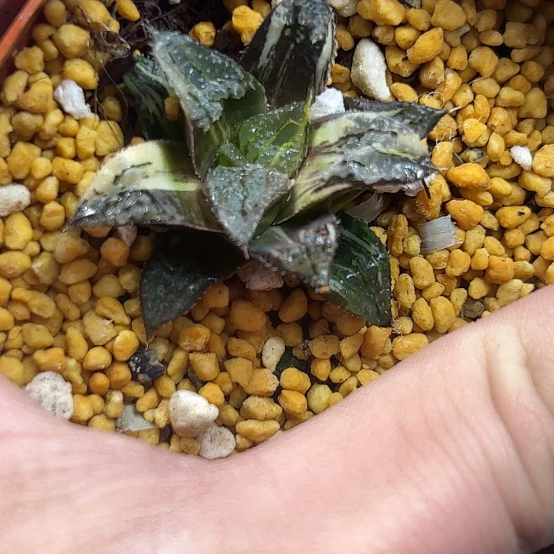 青木女王锦十二卷