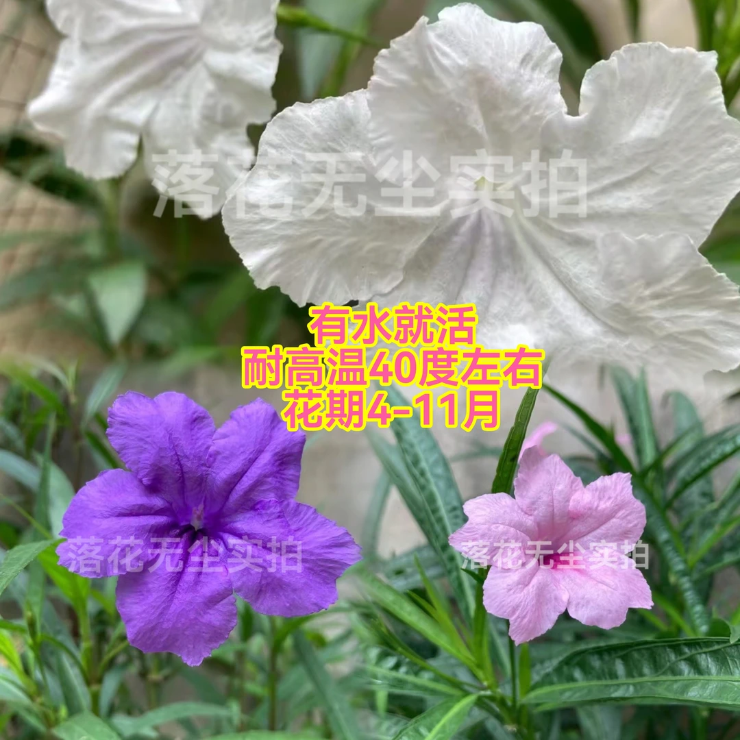 紫色粉色白色高杆翠芦莉多年生耐高温耐晒室内外水培盆栽地栽好养