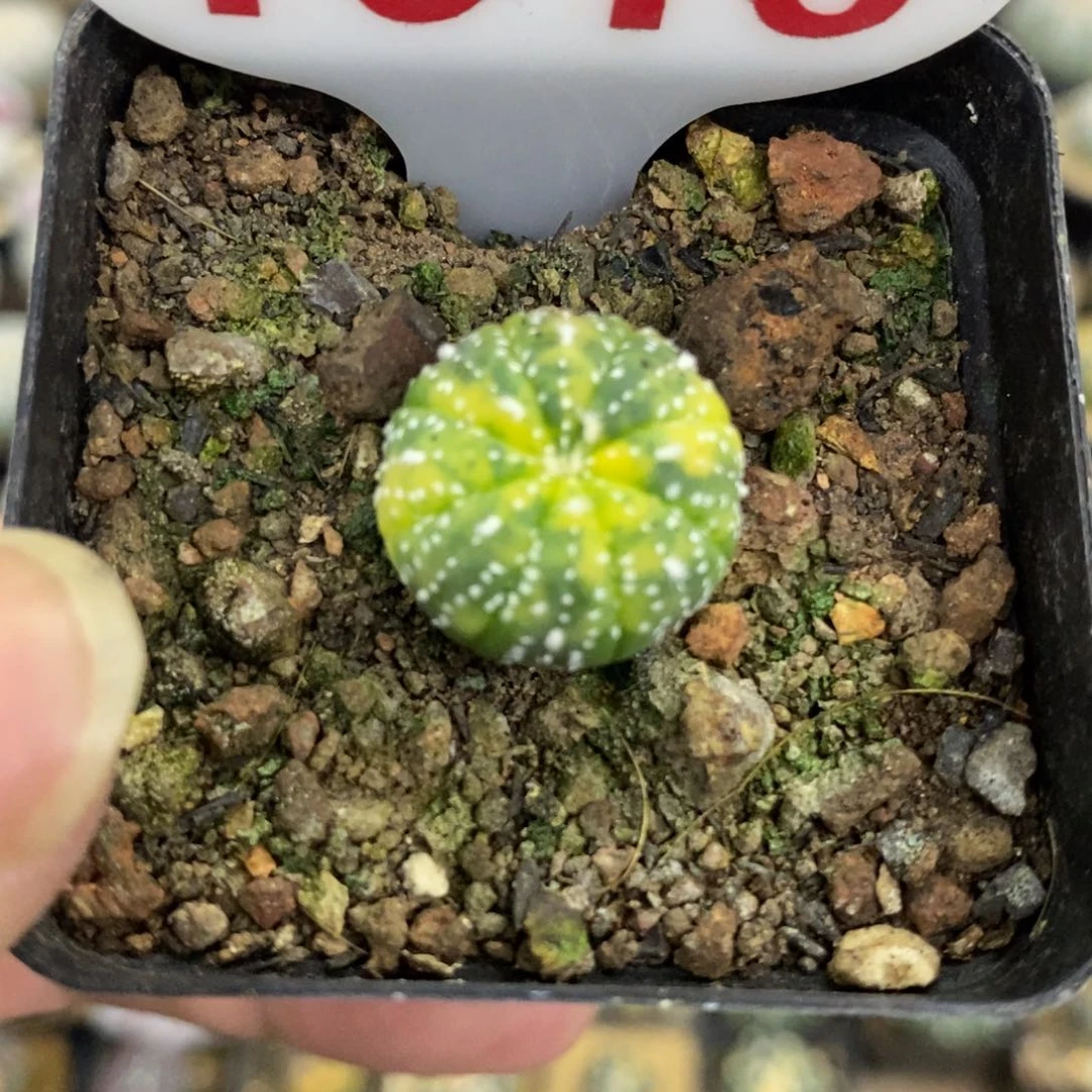 1016小超兜锦福利多多