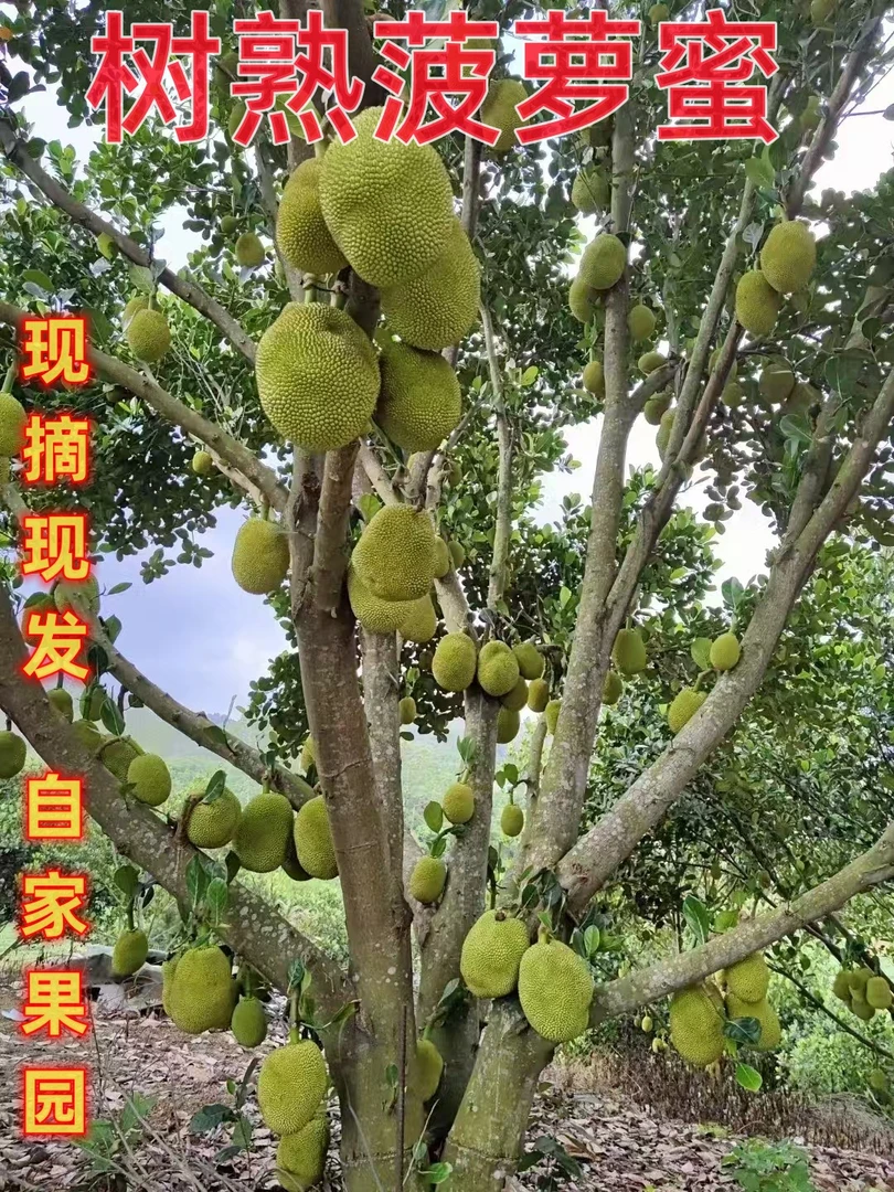 茂名黄肉干包无胶菠萝蜜新鲜采摘热带水果王【按压软闻着香才开】