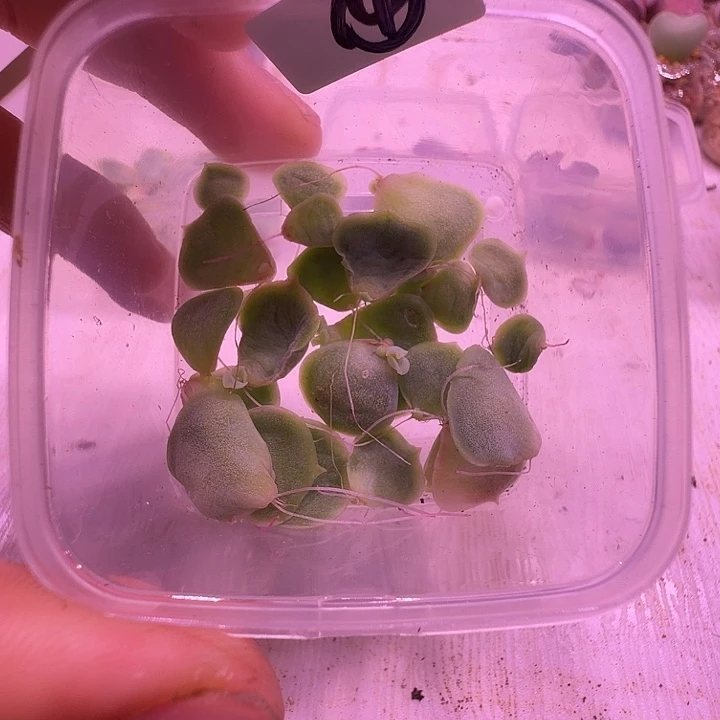 4号，水晶虾饺叶片清盒25片一物一拍