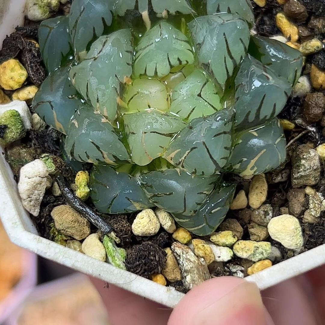 水中月锦十二卷多肉