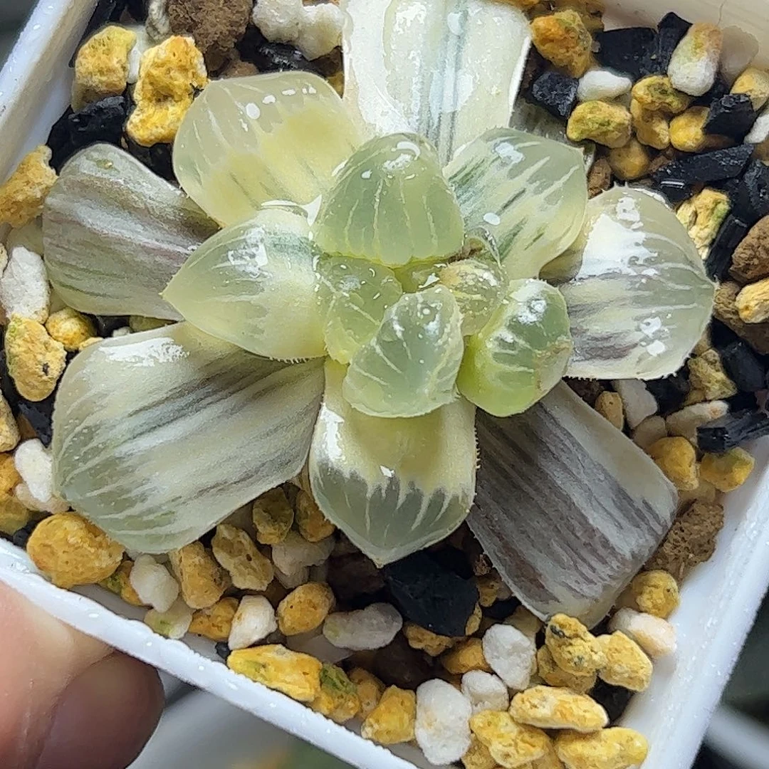 糊斑糯玉露锦十二卷十二卷