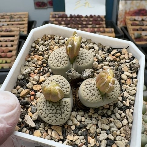 2761C91白苏珊富贵母本群生带盆土发货