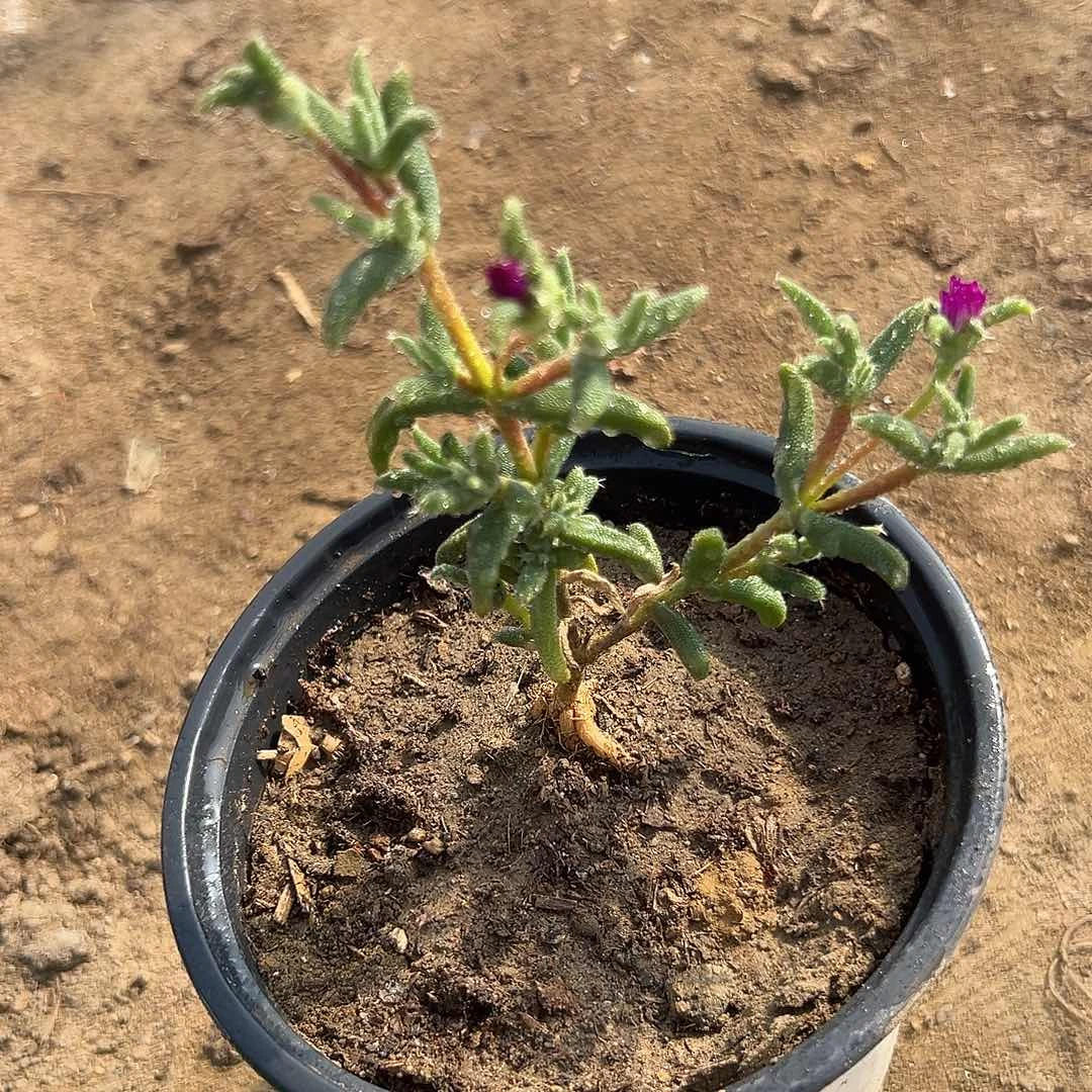 多肉植物玉米枝干