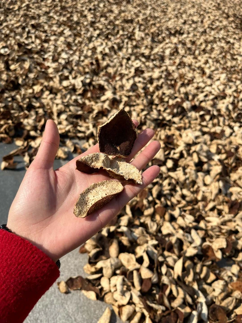 5年老陈皮茶断皮正宗大红皮圈枝柑生晒袋装自用送礼边喝边存500克