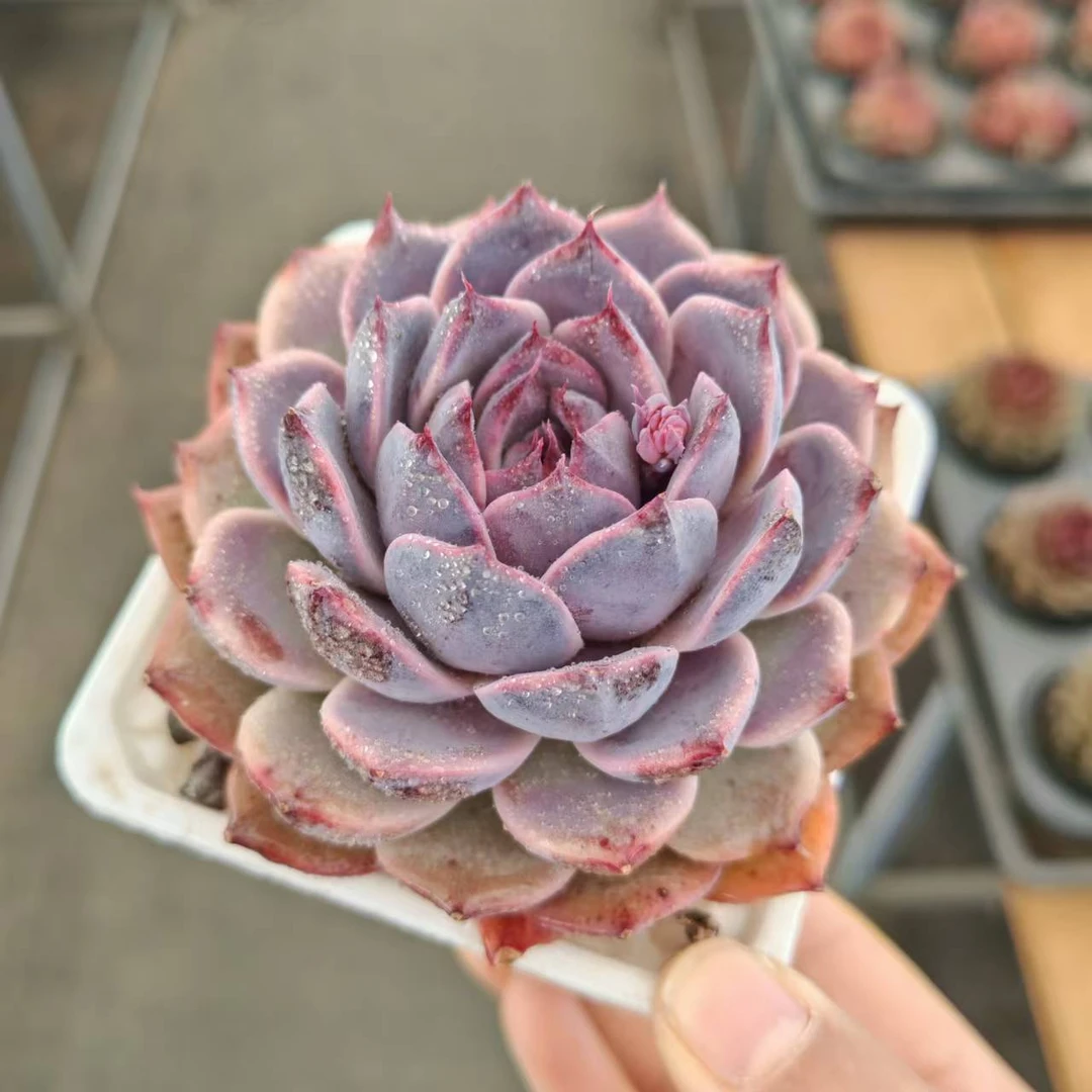 8# 香雪多肉植物        前男友精品多肉SM1416