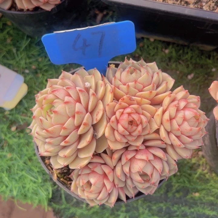 健健康康平平安安